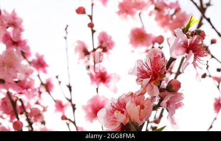 A view from underneath looking through bright fresh pink peach or stone fruit blossom petals and flowers against a backdrop of sky. Stock Photo