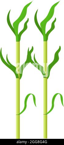 Green sugarcane, illustration, vector on a white background. Stock Vector