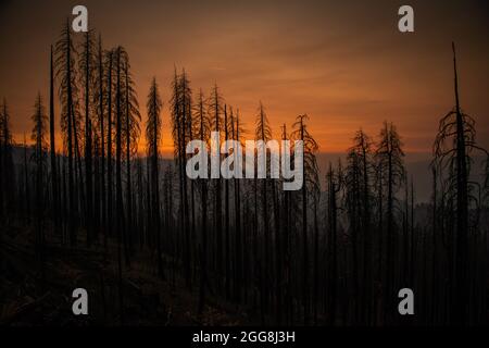 Burned trees from wildfire in California Stock Photo