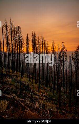 Burned trees in California after devastating wildfire.  Stock Photo