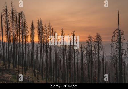 Burned trees in California after devastating wildfire.  Stock Photo