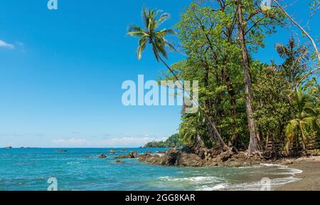 Beach in summer with palm tree, Corcovado national park, Osa Peninsula, Costa Rica. Stock Photo