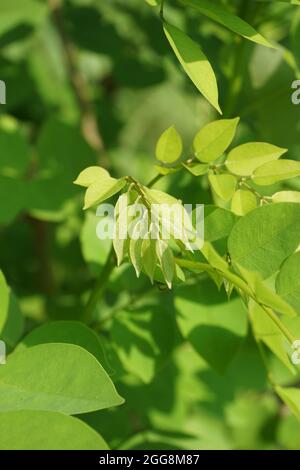 Dalbergia latifolia (also known as sonokeling, sanakeling, rosewood) with a natural background. Stock Photo