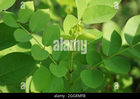 Dalbergia latifolia (also known as sonokeling, sanakeling, rosewood) with a natural background. Stock Photo