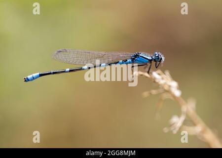 Blue-tailed damselfly male perched on a plant by the lake. Santa Clara County, California, USA. Stock Photo