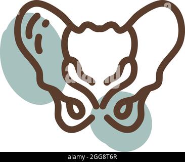 Human hip bones, illustration, vector, on a white background. Stock Vector