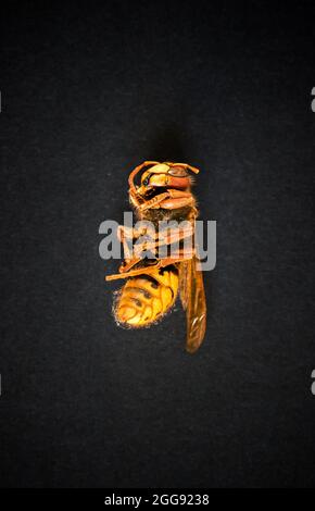 Dried European hornet isolated on back background Stock Photo