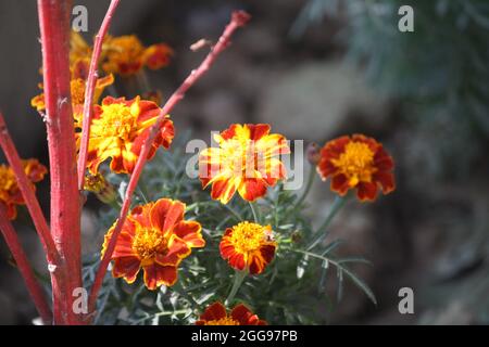 Cluster of French marigold (Tagetes patula) flowers Stock Photo