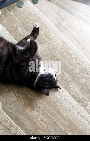 black cat laying on its back on a ston stairway Stock Photo
