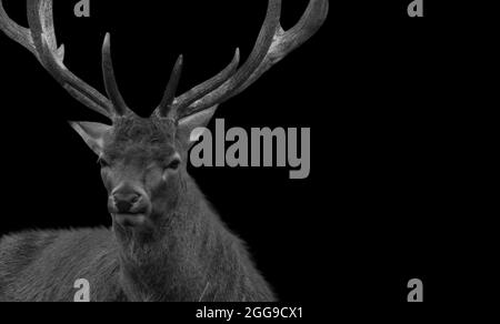 Long Antlers Male Deer Sitting In The Black Background Stock Photo