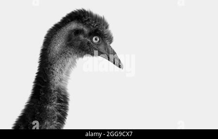 Black Emu Bird Closeup In The White Background Stock Photo