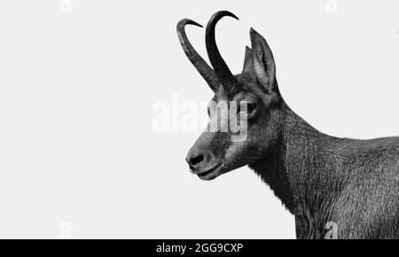 Cute Chamois Goat Closeup In The White Background Stock Photo