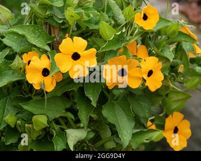 A group of the yellow flowers of the annual climber Thunbergia alata - Black Eyed Susan Stock Photo