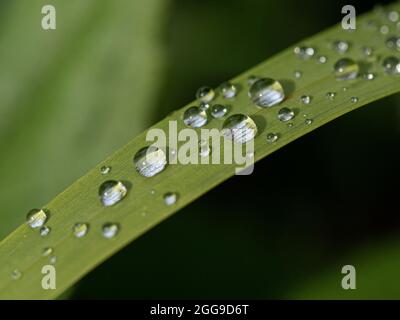 A close up of a group of water droplets on a Crocosmia leaf Stock Photo