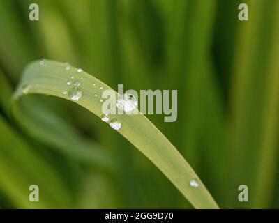 A close up of a group of water droplets on a Crocosmia leaf Stock Photo