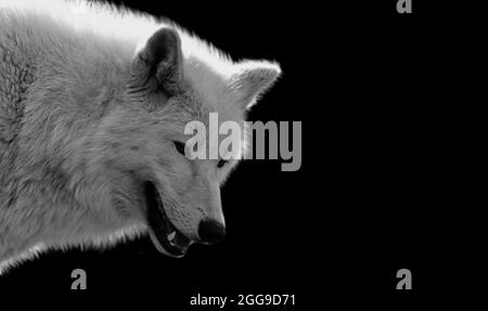 Angry White Wolf Closeup Face Stock Photo