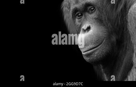 Big Hair Orangutan Closeup In The Black Background Stock Photo