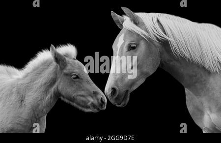 Mother And Baby Horse Closeup In The Black Background Stock Photo