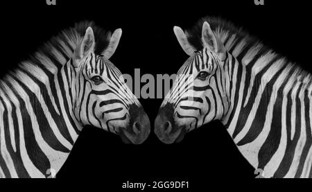 Two Portrait Zebra Closeup Face In The Black Background Stock Photo