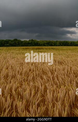 Storm clouds gathering over the barley fields near Blockley, Gloucestershire Stock Photo