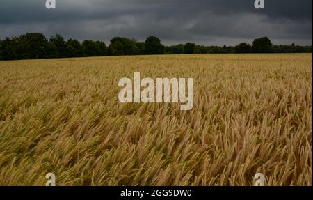 Storm clouds gathering over the barley fields near Blockley, Gloucestershire Stock Photo