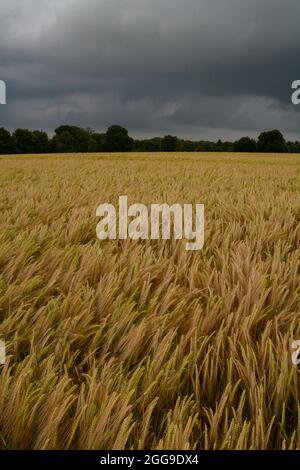 Storm clouds gathering over the barley fields near Blockley, Gloucestershire Stock Photo