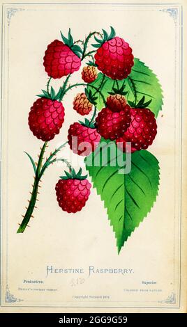 Herstine Raspberry from Dewey's Pocket Series ' The nurseryman's pocket specimen book : colored from nature : fruits, flowers, ornamental trees, shrubs, roses, &c by Dewey, D. M. (Dellon Marcus), 1819-1889, publisher; Mason, S.F Published in Rochester, NY by D.M. Dewey in 1872 Stock Photo