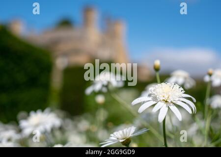 White Leucanthemum daisies growing at Bourton House Garden, Bourton-on-the-Hill in the Cotswolds, Gloucestershire. Boughton House in the background. Stock Photo