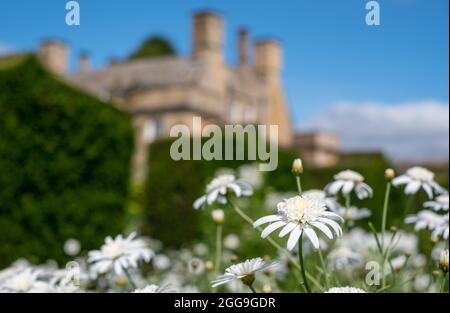 White Leucanthemum daisies growing at Bourton House Garden, Bourton-on-the-Hill in the Cotswolds, Gloucestershire. Boughton House in the background. Stock Photo