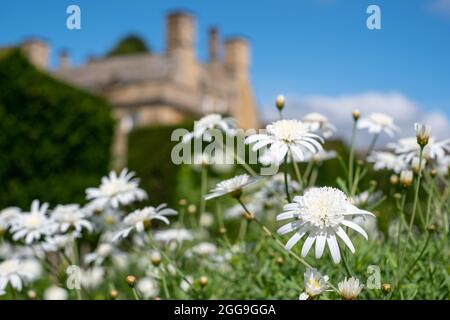 White Leucanthemum daisies growing at Bourton House Garden, Bourton-on-the-Hill in the Cotswolds, Gloucestershire. Boughton House in the background. Stock Photo