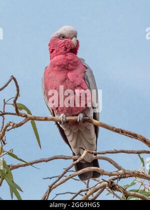 Photographed in the John Forrest National Park, in Western Australia, the galah is also known as the pink and grey cockatoo or rose-breasted cockatoo. Stock Photo