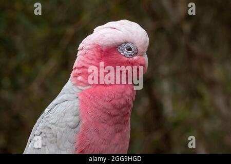Photographed in the John Forrest National Park, in Western Australia, the galah is also known as the pink and grey cockatoo or rose-breasted cockatoo. Stock Photo