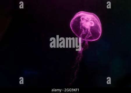 pink jellyfish in the dark water of the aquarium. Stock Photo