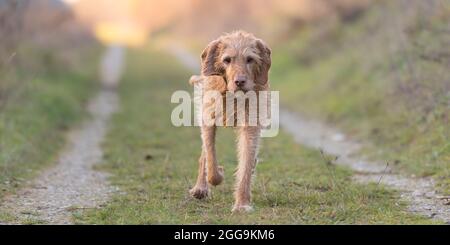 Magyar Vizsla 13 years old. old dog runs in the fall over a meadow in backlight in the evening Stock Photo