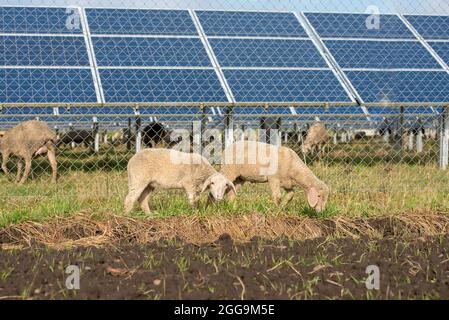 many solar power panels with grazing sheeps - photovoltaic system Stock Photo