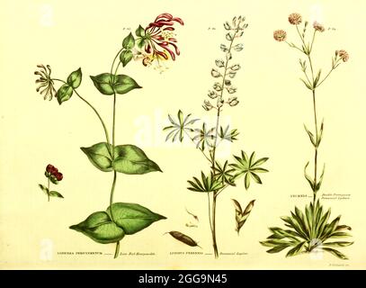 Lonicera preiclymenum [Late Red Honeysuckle], Lupinus perennis [Perennial Lupine] and Lychnis [Double Portuguese Perennial Lychnis] from Vol II of the book The universal herbal : or botanical, medical and agricultural dictionary : containing an account of all known plants in the world, arranged according to the Linnean system. Specifying the uses to which they are or may be applied By Thomas Green,  Published in 1816 by Nuttall, Fisher & Co. in Liverpool and Printed at the Caxton Press by H. Fisher Stock Photo