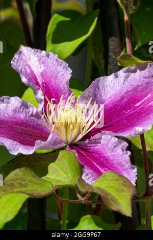 Clematis 'Piilua' spring summer flowering plant with a pink purple summertime flower, stock photo image Stock Photo