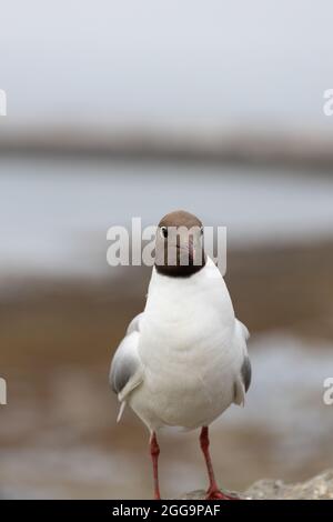 Black Headed Gull chroicocephalus ridibundus on a wall in Seahouses, Northumberland, England. Stock Photo