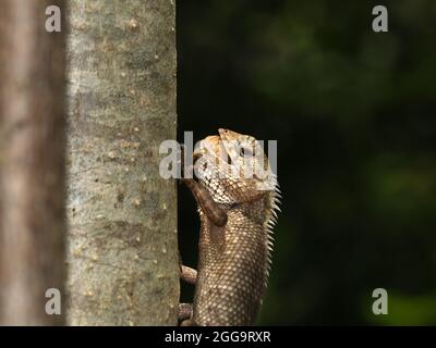 Oriental Garden Lizard (calotes versicolor) perching on stem of tree waiting for prey in wild Stock Photo