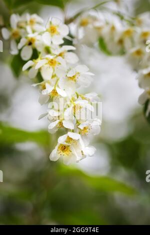 Blooming branch of bird cherry with white flowers on blurred background Stock Photo