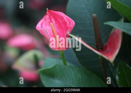 Anthurium andraeanum (flamingo flower) Sweet Dream variety Stock Photo -  Alamy