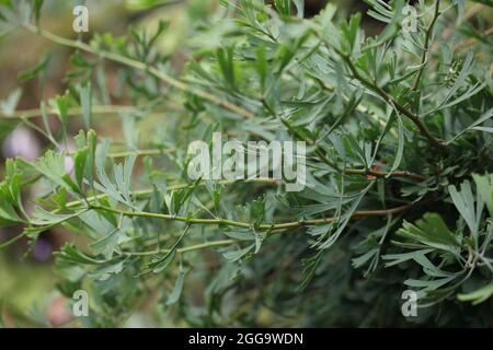 Maidenhair Tree  ( Ginkgo biloba Tubifolia ) Stock Photo