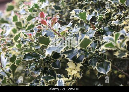 Silver-Margined Holly  (Ilex aquifolium ) Argentea Marginata Stock Photo