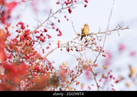 Yellow bird eating berries on red bush in autumn time. Bird photography Stock Photo