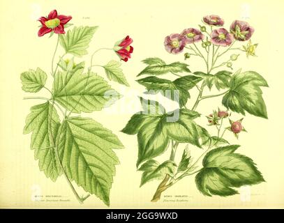 Rubus spectabilis [Elegant American Bramble], Rubus odoratus [Flowering Raspberry] from Vol II of the book The universal herbal : or botanical, medical and agricultural dictionary : containing an account of all known plants in the world, arranged according to the Linnean system. Specifying the uses to which they are or may be applied By Thomas Green,  Published in 1816 by Nuttall, Fisher & Co. in Liverpool and Printed at the Caxton Press by H. Fisher