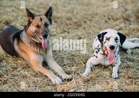 Dalmatian dog and East-european shepherd dog lying down on mown meadow and resting during walk. Closeup. Stock Photo