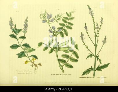Veronica officinalis [Common Speedwell] Vicia sepium [Bush Vetch] Verbena officinalis [Common Vervain] from Vol II of the book The universal herbal : or botanical, medical and agricultural dictionary : containing an account of all known plants in the world, arranged according to the Linnean system. Specifying the uses to which they are or may be applied By Thomas Green,  Published in 1816 by Nuttall, Fisher & Co. in Liverpool and Printed at the Caxton Press by H. Fisher Stock Photo