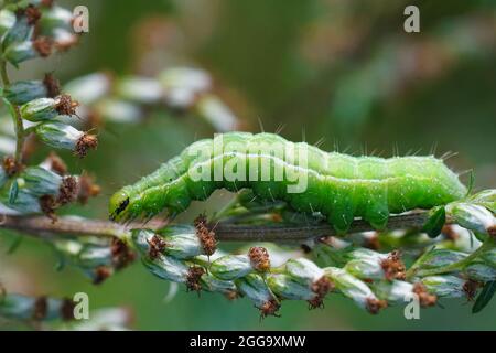 Closeup on the green caterpillar of the Silver Y moth, Autographa gamma