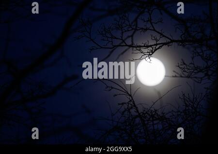 Moon through Worsley Woods Stock Photo