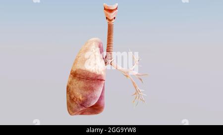 3d Illustration of Human Respiratory System Lungs Anatomy Concept. visible lung, pulmonary ventilation, Realistic high quality, 3d render Stock Photo